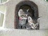 Cute Kittens - Adoption Pending