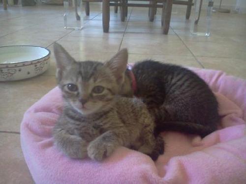 Cute Kittens - Adoption Pending