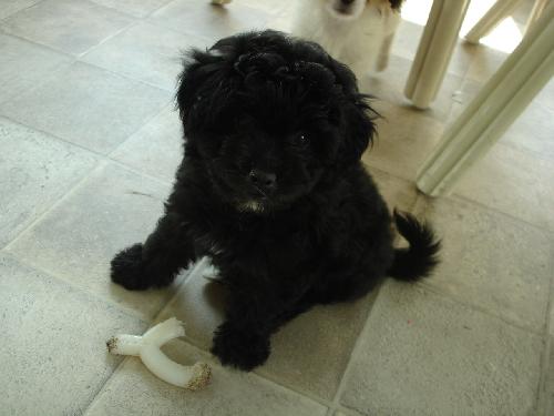 Lucy-Adoption Pending