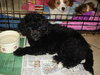 Lucy-Adoption Pending