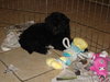 Lucy-Adoption Pending