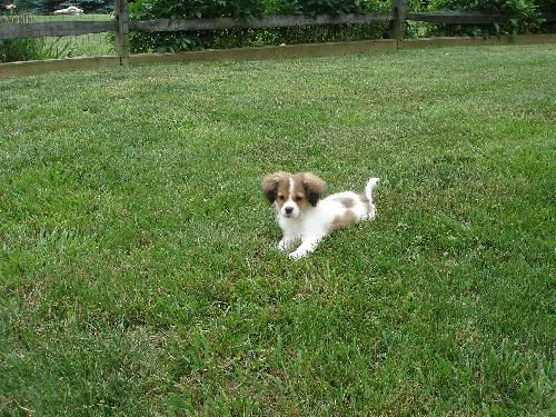 Charlie Brown-Adoption Pending