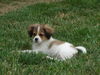 Charlie Brown-Adoption Pending