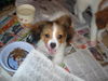 Charlie Brown-Adoption Pending