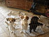 Charlie Brown-Adoption Pending
