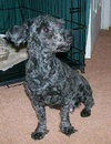 Gracie - FOUND - Thank You