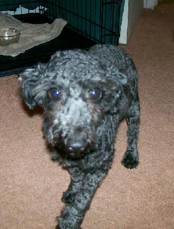 Gracie - FOUND - Thank You