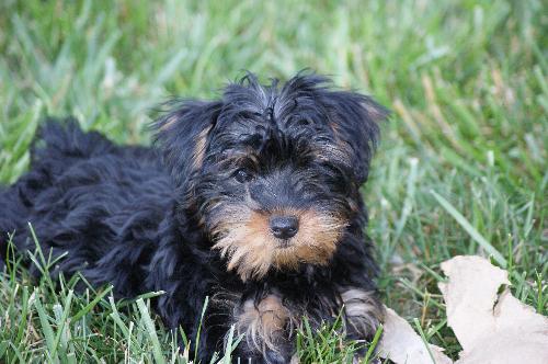 Mindy - Adopted