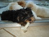 Mindy - Adopted