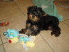 Mindy - Adopted