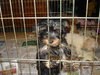 Mindy - Adopted