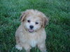 Teddy-Adopted
