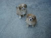 Teddy-Adopted
