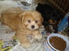 Teddy-Adopted