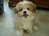 Timmy-Adopted