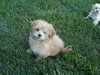 Timmy-Adopted