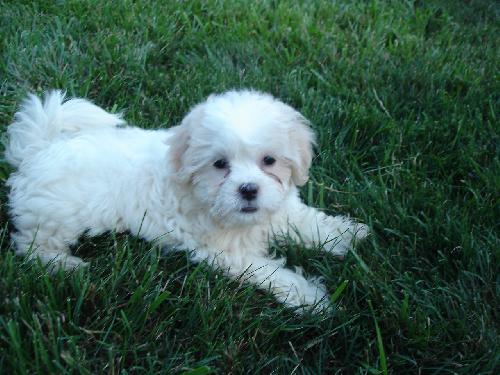 Tommy-Adopted