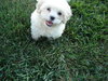 Tommy-Adopted