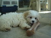 Tommy-Adopted