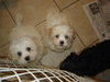 Tommy-Adopted