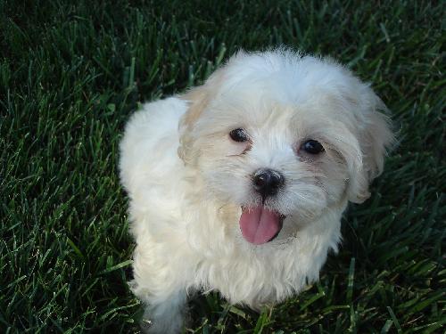 Tyler-Adopted