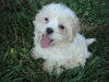 Tyler-Adopted