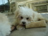 Tyler-Adopted