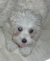 Dewey