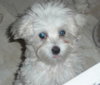 Dewey