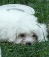 Dewey