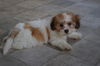 Samwise