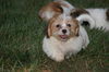 Samwise