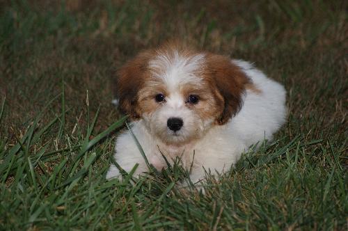 Pippin