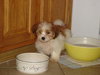 Pippin