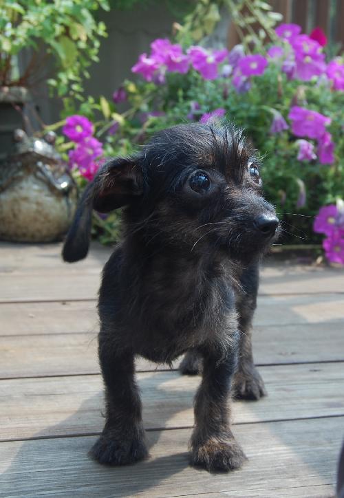 Brutus