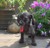 Brutus