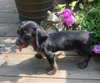 Brutus