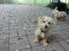 Bobby
