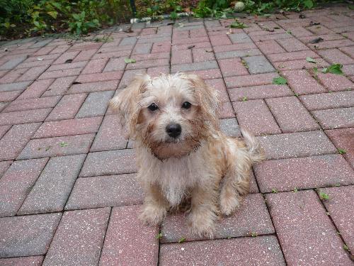 Benji