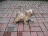 Benji