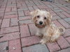 Benji