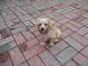 Benji