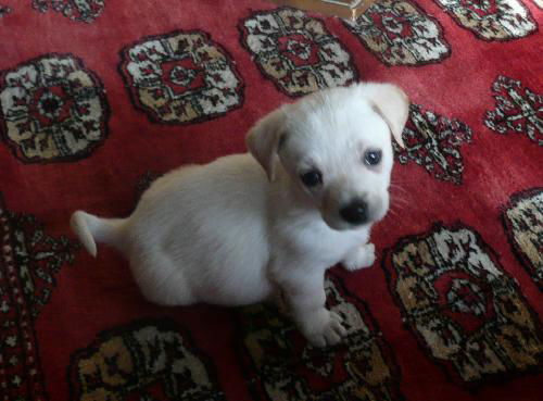 Chico