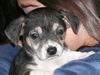 Chachi