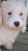 Brian