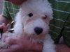 Brian