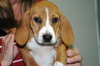 Dozer