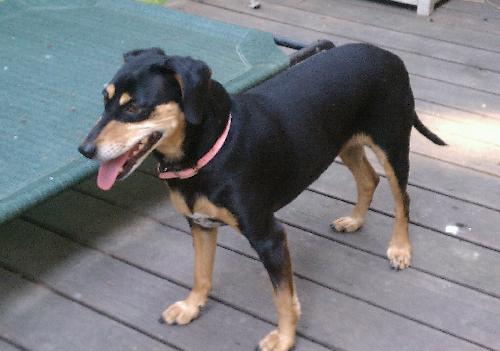 Heidi