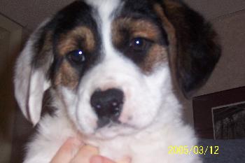 Bandit