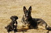 Tip